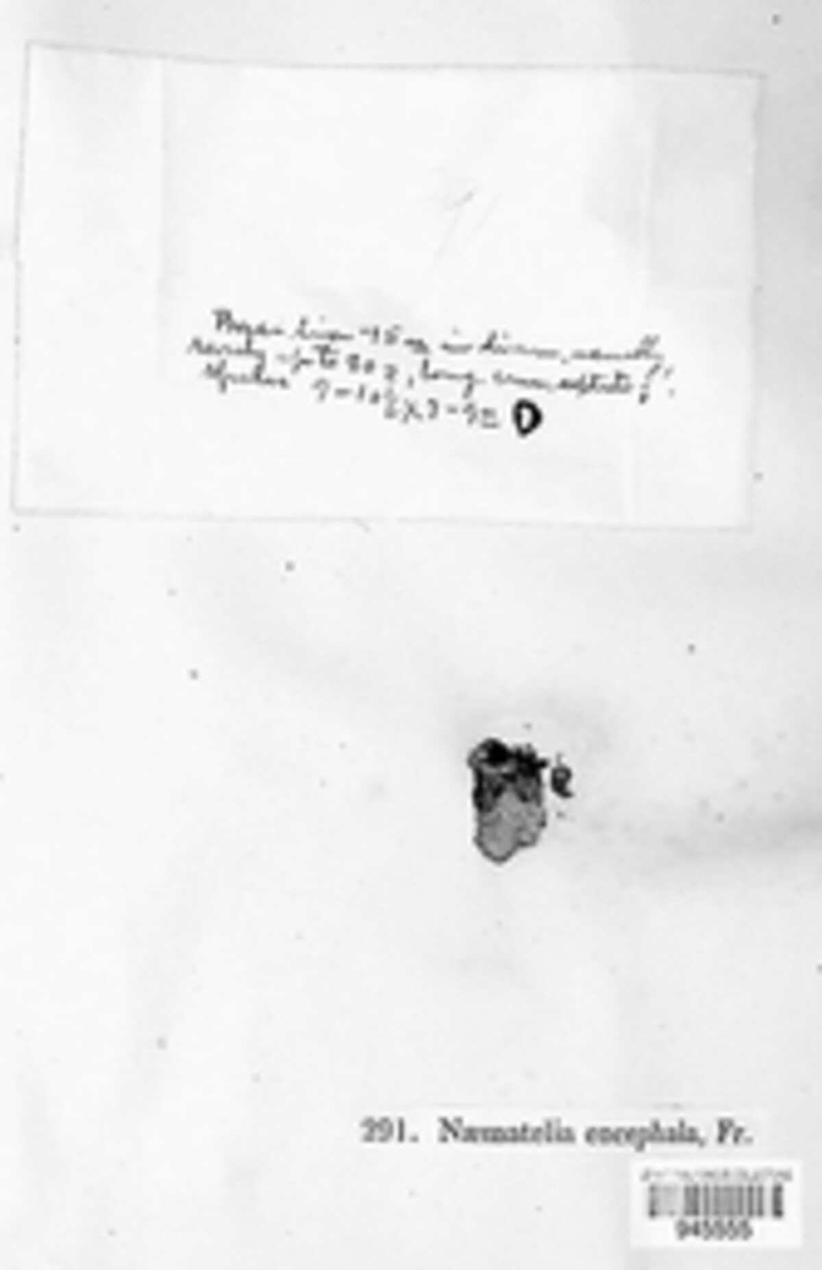 Naematelia encephala image